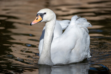White swan on a pond surface