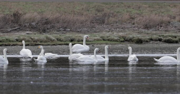 Group of mute swans and whooper swans feeding and swimming by the shore