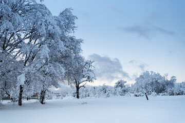 Winter landscape. Trees in the snow. Pink sunset.