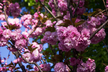 Bright pink fluffy sakura, beautiful flowers on the tree, background