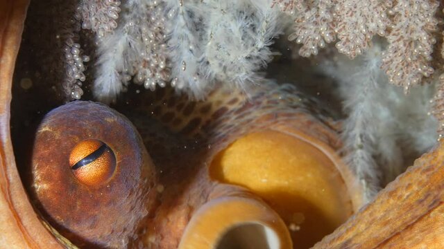 mother octopus with eggs underwater ocean scenery sea life behaviour 