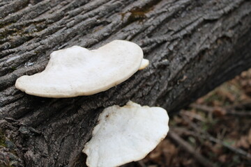 Mushrooms growing on log outdoor fall