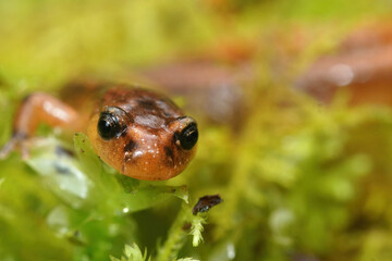 Frontal close up of a Van Dyk's salamander, Plethodon vandykei
