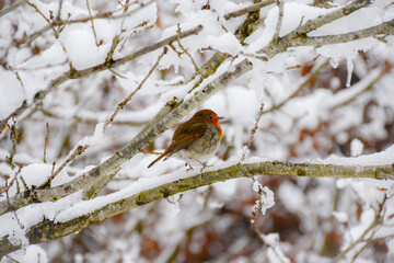 Robin on a branch