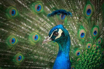 Fototapeta na wymiar Peacock with open feathers.