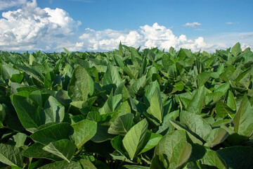 soy plantation in the state of Mato Grosso do Sul, Brazil