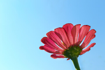 red gerber daisy against blue sky