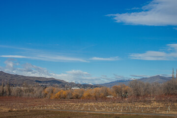 The apple orchards without leaves are planted in straight rows in autumn, and the foyer shows blue mountains on a clear autumn day. Washington State, USA