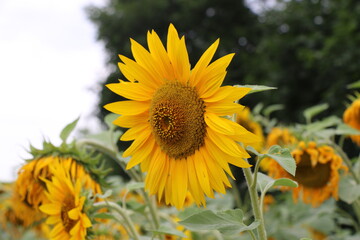 sunflowers