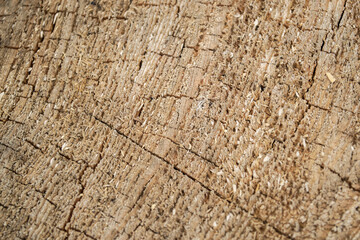 The texture of the cut tree trunk close-up. Lumber texture. Cracks in the wood