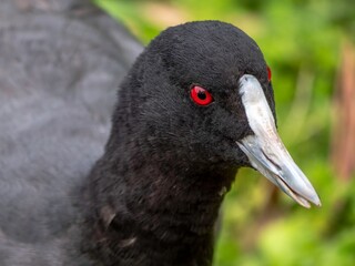 Coot Head.