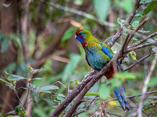 Multi Colored Parrot 