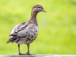 Pacific Black Duck