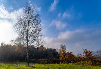 landscape with tree without leaves on a green field in sunny autumn weather