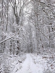 snow covered trees