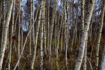 birch forest without leaves in autumn