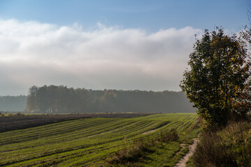 Fototapeta premium beautiful autumn landscape at sunset overlooking the field and trees