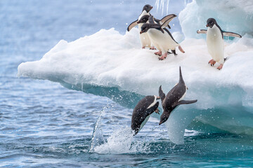 Two adelie penguins race to be first to dive into the water while their friends excitedly cheer them on