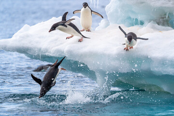 Adelie penguins dive into the water from a beautiful blue and white iceberg