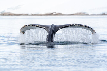 water streams from a diving humpback whale's fluke with snow-covered wave-shaped rock in the...