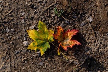 fallen leaf isolated on cold wet ground in sunny autumn weather