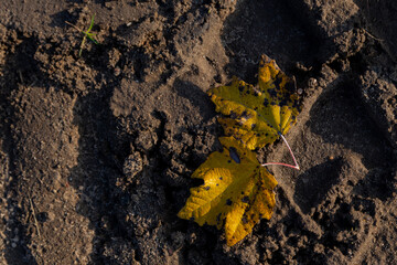 fallen leaf isolated on cold wet ground in sunny autumn weather