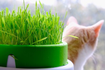 Cat grass