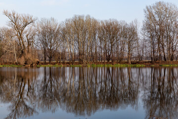 Obraz premium autumn landscape of trees without leaves reflected in the water on a background of blue sky