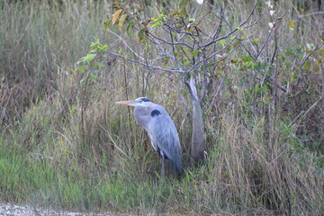 great blue heron