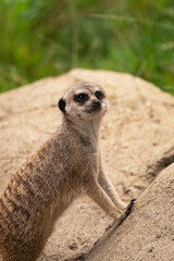 Fototapeta premium Meerkat Leaning on a Large Rock to Get a Better View