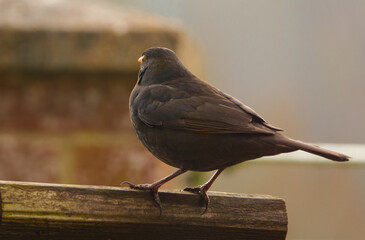 close up fine detail of a brown female blackbird three quarter rear view