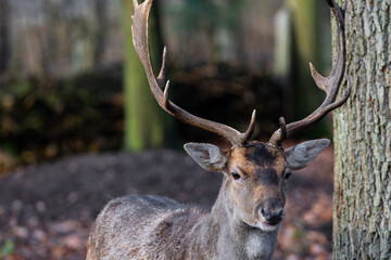 Single male deer with big antlers in the forest wild