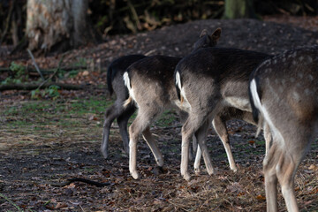 three behinds of female deer doe in the forest