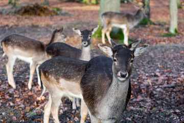 Naklejka na ściany i meble Group of female doe deer dammwild in the forest eating chestnuts