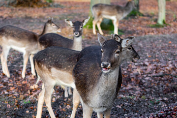 Naklejka na ściany i meble Group of female doe deer dammwild in the forest eating chestnuts