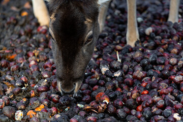 Group of female doe deer dammwild in the forest eating chestnuts © Quality by Simon