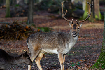 Single male deer with big antlers in the forest wild