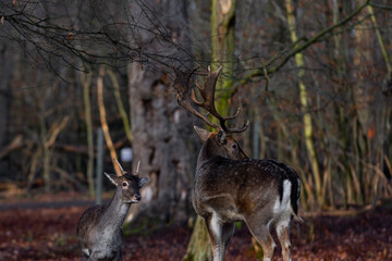 Old vs young deer fighting for fun in the forest