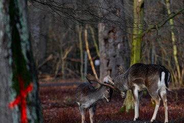 Naklejka na ściany i meble Old vs young deer fighting for fun in the forest with a big red cross in front