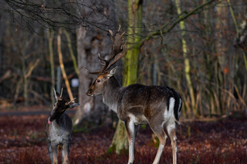Naklejka na ściany i meble Old vs young deer fighting for fun in the forest