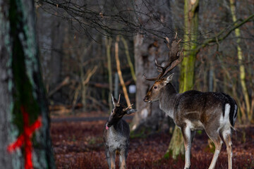 Old vs young deer fighting for fun in the forest with a big red cross in front