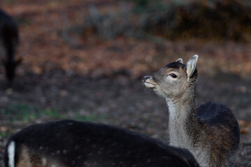 Single young female doe deer dammwild in the forest looking sassy