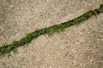 Crack in concrete floor, with grass growing in it