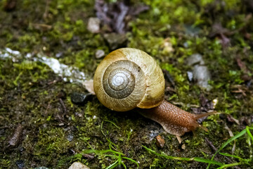 Snail moving over a bed of moss in Pacific Northwest forest.