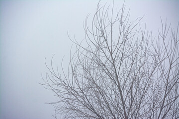 Fototapeta na wymiar branches in fog