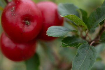 currant