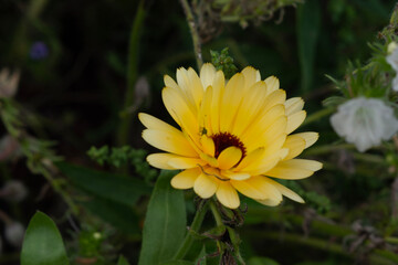 yellow flower