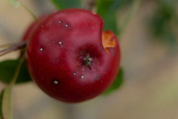 cherries on a branch