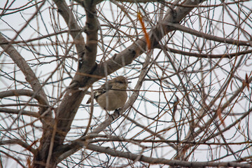 bird on a branch