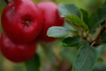 currant